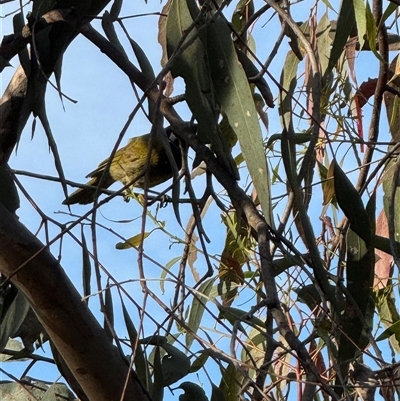Nesoptilotis leucotis at Hackett, ACT - 31 Oct 2025 by Louisab