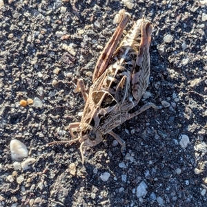 Perunga ochracea (Perunga grasshopper, Cross-dressing Grasshopper) at Gungahlin, ACT - 30 Oct 2025 by chriselidie