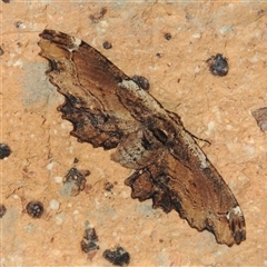 Pholodes sinistraria (Sinister or Frilled Bark Moth) at Conder, ACT - 13 Oct 2025 by MichaelBedingfield