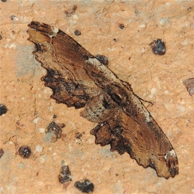 Pholodes sinistraria (Sinister or Frilled Bark Moth) at Conder, ACT - 13 Oct 2025 by MichaelBedingfield