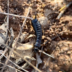 Dermaptera (order) at Ainslie, ACT - 30 Oct 2025 by Hejor1