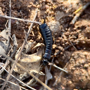 Dermaptera (order) at Ainslie, ACT - 30 Oct 2025 by Hejor1