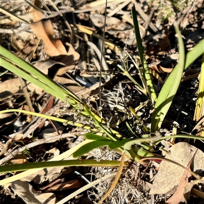 Lomandra (genus) at Ainslie, ACT - 30 Oct 2025 by Hejor1