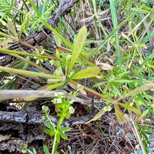 Galium aparine (Goosegrass, Cleavers) at Ainslie, ACT - 30 Oct 2025 by Hejor1