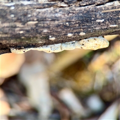Trametes sp. at Ainslie, ACT - 30 Oct 2025 by Hejor1
