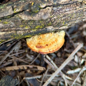 Truncospora ochroleuca at Ainslie, ACT - 30 Oct 2025 by Hejor1