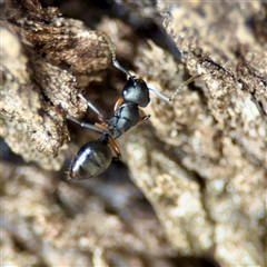 Polyrhachis sp. (genus) (A spiny ant) at Ainslie, ACT - 30 Oct 2025 by Hejor1