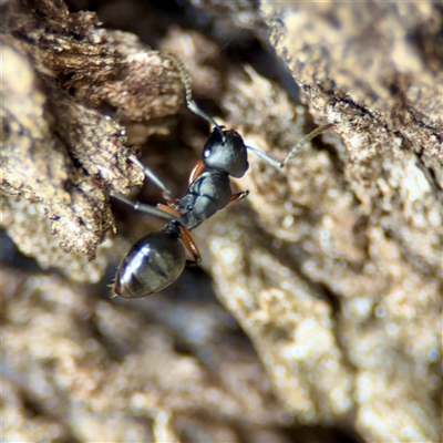 Polyrhachis sp. (genus) (A spiny ant) at Ainslie, ACT - 30 Oct 2025 by Hejor1