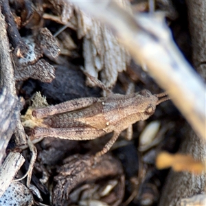 Phaulacridium vittatum (Wingless Grasshopper) at Ainslie, ACT - 30 Oct 2025 by Hejor1
