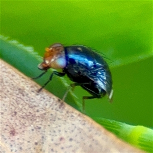 Lauxaniidae (family) (Unidentified lauxaniid fly) at Ainslie, ACT - 30 Oct 2025 by Hejor1