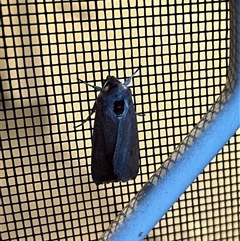 Mythimna (Pseudaletia) convecta at Gordon, ACT - 30 Oct 2025 by GG