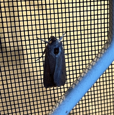 Mythimna (Pseudaletia) convecta at Gordon, ACT - 30 Oct 2025 by GG