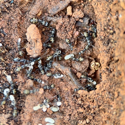 Camponotus aeneopilosus (A Golden-tailed sugar ant) at Ainslie, ACT - 30 Oct 2025 by Hejor1
