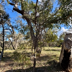Acacia implexa (Hickory Wattle, Lightwood) at Ainslie, ACT - 30 Oct 2025 by Hejor1