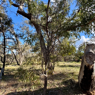 Acacia implexa (Hickory Wattle, Lightwood) at Ainslie, ACT - 30 Oct 2025 by Hejor1