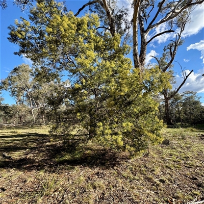 Acacia mearnsii (Black Wattle) at Ainslie, ACT - 30 Oct 2025 by Hejor1