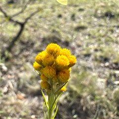 Chrysocephalum semipapposum (Clustered Everlasting) at Ainslie, ACT - 30 Oct 2025 by Hejor1