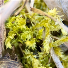 Bryaceae (family) at Ainslie, ACT - 30 Oct 2025 by Hejor1