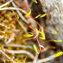 Bryaceae (family) at Ainslie, ACT - 30 Oct 2025 by Hejor1