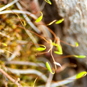 Bryaceae (family) at Ainslie, ACT - 30 Oct 2025 by Hejor1