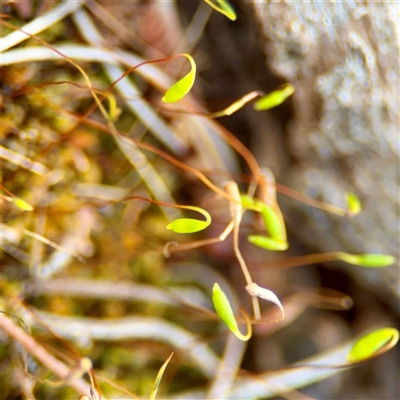 Bryaceae (family) at Ainslie, ACT - 30 Oct 2025 by Hejor1