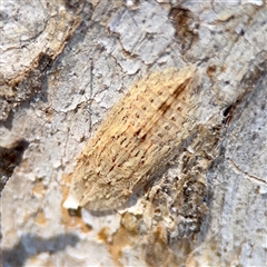 Ledromorpha planirostris (A leafhopper) at Ainslie, ACT - 30 Oct 2025 by Hejor1