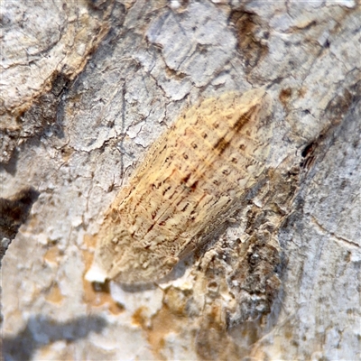 Ledromorpha planirostris (A leafhopper) at Ainslie, ACT - 30 Oct 2025 by Hejor1