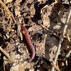 Oligochaeta (class) (Unidentified earthworm) at Dickson, ACT - 30 Oct 2025 by Hejor1