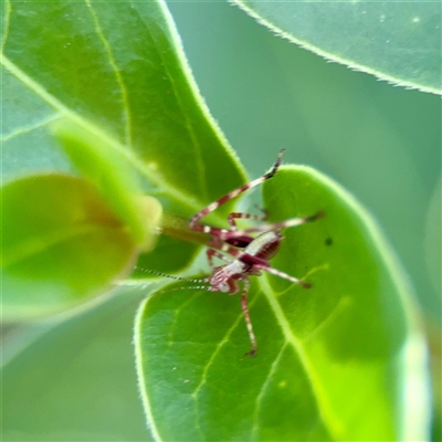 Torbia viridissima (Gum Leaf Katydid) at Ainslie, ACT - 30 Oct 2025 by Hejor1