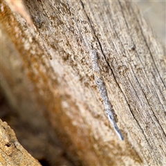 Conoeca or Lepidoscia (genera) IMMATURE (Unidentified Cone Case Moth larva, pupa, or case) at Ainslie, ACT - 30 Oct 2025 by Hejor1