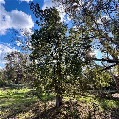 Brachychiton populneus at Ainslie, ACT - 30 Oct 2025 by Hejor1