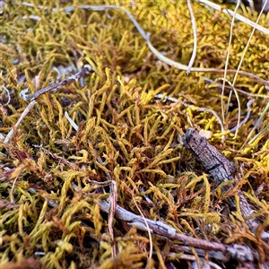 Triquetrella at Ainslie, ACT - 30 Oct 2025 by Hejor1