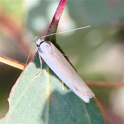 Philobota latifissella (A Concealer moth (Philobota group) at Ainslie, ACT - 30 Oct 2025 by Hejor1