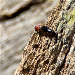 Carphurini sp. (tribe) (Soft-winged flower beetle) at Dickson, ACT - 30 Oct 2025 by Hejor1