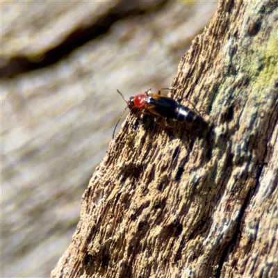 Carphurini sp. (tribe) (Soft-winged flower beetle) at Dickson, ACT - 30 Oct 2025 by Hejor1