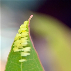 Paropsini sp. (tribe) at Dickson, ACT - 30 Oct 2025 by Hejor1