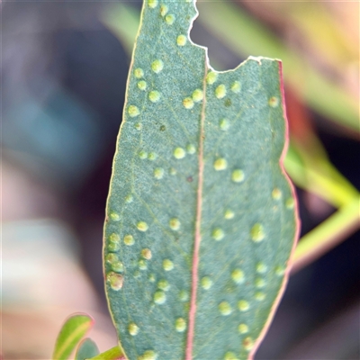 Ophelimus maskellii (Eucalyptus Gall Wasp) at Dickson, ACT - 30 Oct 2025 by Hejor1