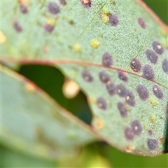 zz rusts, leaf spots, at Dickson, ACT - 30 Oct 2025 by Hejor1