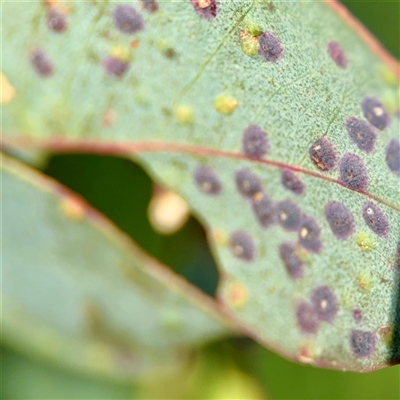 zz rusts, leaf spots, at Dickson, ACT - 30 Oct 2025 by Hejor1