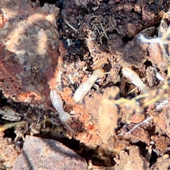 Nasutitermes (genus) at Ainslie, ACT - 30 Oct 2025 by Hejor1