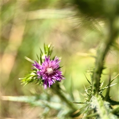 Carduus pycnocephalus (Slender Thistle) at Ainslie, ACT - 30 Oct 2025 by Hejor1