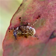Brunotartessus fulvus (Yellow-headed Leafhopper) at Ainslie, ACT - 30 Oct 2025 by Hejor1