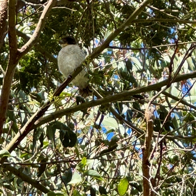 Cracticus torquatus (Grey Butcherbird) at Ainslie, ACT - 30 Oct 2025 by Hejor1