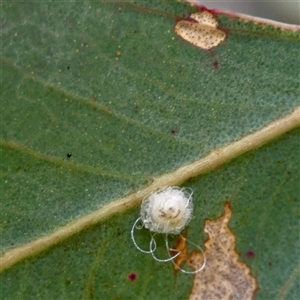 Glycaspis sp. (genus) (Unidentified sugary lerp) at Ainslie, ACT - 30 Oct 2025 by Hejor1