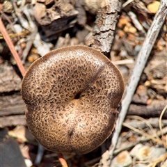 Lentinus arcularius (Fringed Polypore) at Ainslie, ACT - 30 Oct 2025 by Hejor1