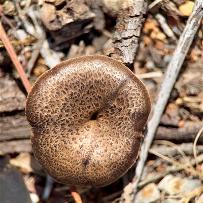 Lentinus arcularius (Fringed Polypore) at Ainslie, ACT - 30 Oct 2025 by Hejor1