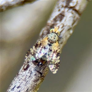 Austrotephritis poenia (Australian Fruit Fly) at Ainslie, ACT - 30 Oct 2025 by Hejor1