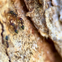 Crematogaster sp. (genus) (Acrobat ant, Cocktail ant) at Ainslie, ACT - 30 Oct 2025 by Hejor1