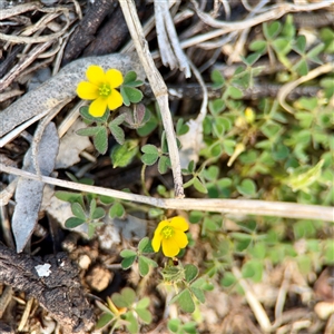 Oxalis (genus) at Ainslie, ACT - 30 Oct 2025 by Hejor1