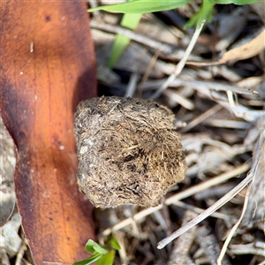 Vombatus ursinus at Dickson, ACT - Yesterday by Hejor1